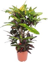 Groene plant – Croton (Codiaeum Mango Croton Mango) met bloempot – Hoogte: 110 cm – van Botanicly