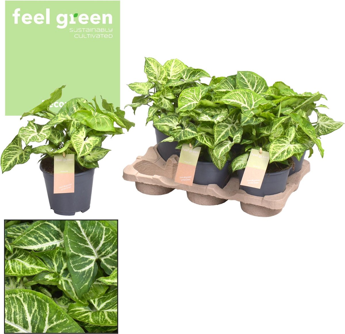 BOTANICLY Groene plant – Neonklimop (Syngonium Arrow Feel Green) – Hoogte: 25 cm – van