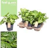 Groene plant – Neonklimop (Syngonium Arrow Feel Green) – Hoogte: 25 cm – van Botanicly