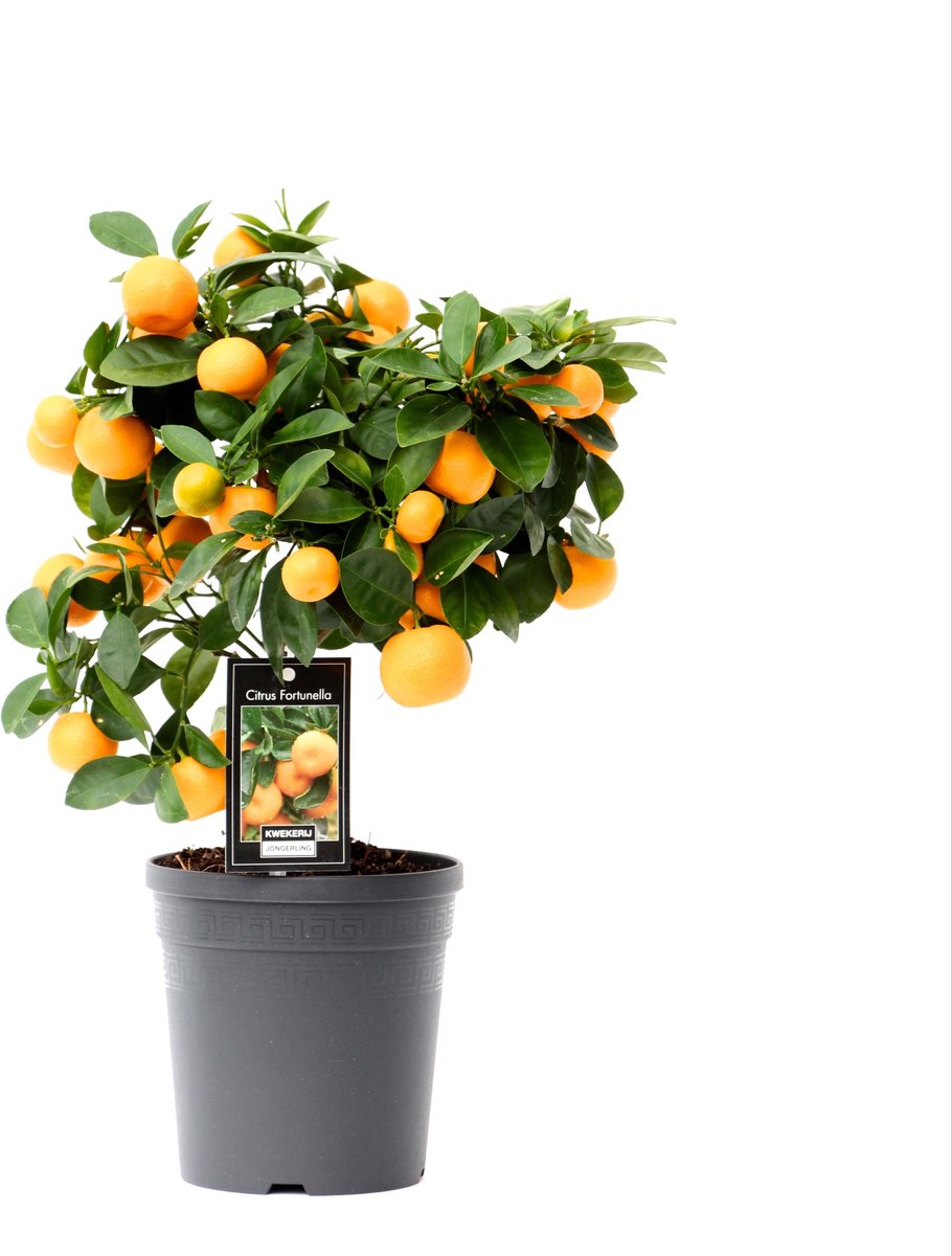 BOTANICLY Fruitboom – Sinaasappelboom (Citrus Calamondin) – Hoogte: 40 cm – van