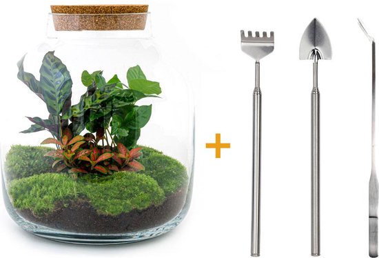 SUCK UK Chemistry Glasterrarium Kit für Pflanzen & Kakteen | Sukkulenten Vase | Flashengarten