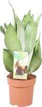 Groene plant – Vrouwentongen (Sansevieria) met bloempot – Hoogte: 40 cm – van Botanicly