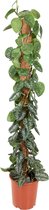Groene plant – Epipremnum Pictus Trebie Mosstok (Epipremnum Pictus Trebie Mosstok) – Hoogte: 150 cm – van Botanicly