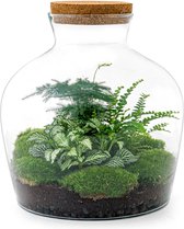 DIY Flessentuin met Glas nr.15 ong. 30 cm groot - Mini-ecosysteem voor jouw Urban Jungle van Botanicly