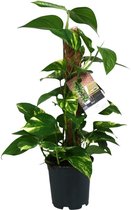 Groene plant – Epipremnum (Scindapsus Epipremnum) – Hoogte: 50 cm – van Botanicly
