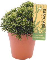 Cactus – Hatiora Salicornioides (Hatiora Salicornioides) – Hoogte: 22 cm – van Botanicly