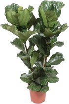Groene plant – Vioolplant (Ficus Lyrata) – Hoogte: 100 cm – van Botanicly