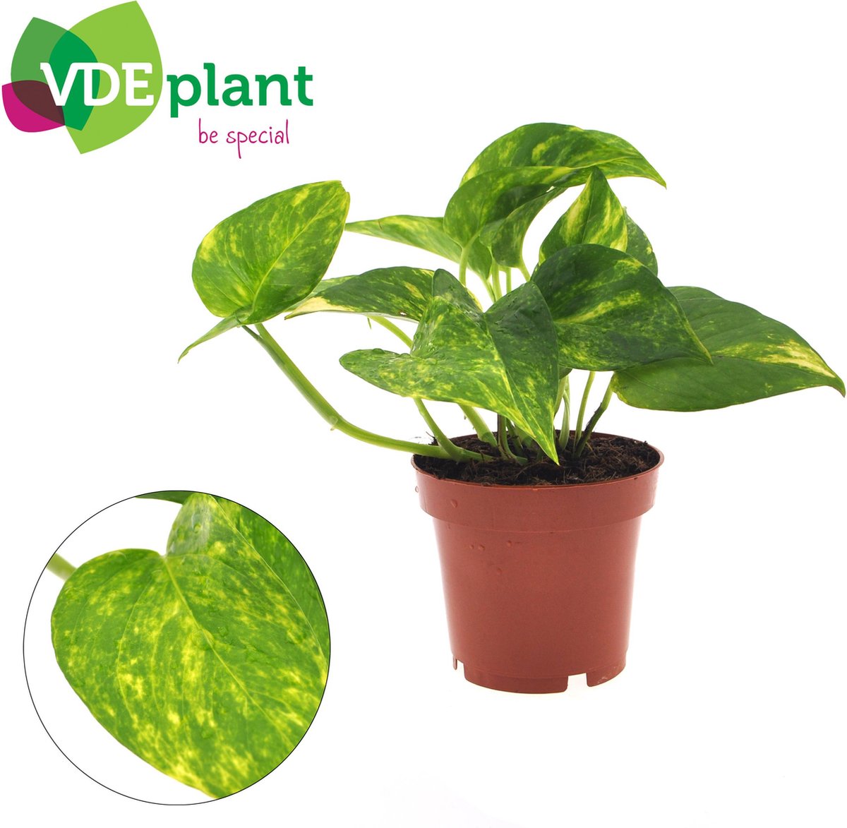 BOTANICLY Groene plant – Epipremnum Aureum (Epipremnum Aureum) – Hoogte: 25 cm – van