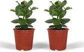 Groene plant – Varkensboom (Clusia Princess) – Hoogte: 25 cm – van Botanicly