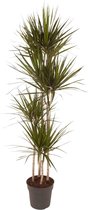Groene plant – Drakenboom (Dracaena Marginata) – Hoogte: 180 cm – van Botanicly