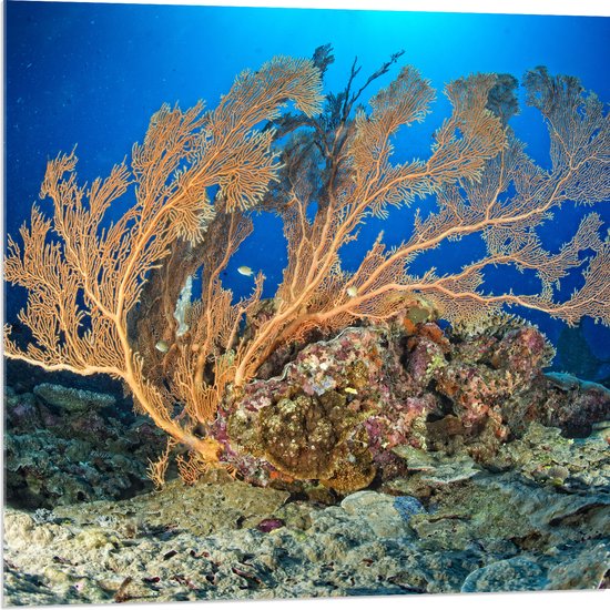 Acrylglas - Oceaan - Zee - Onderwaterleven - Koraal - Duiken - Kleuren - 80x80 cm Foto op Acrylglas (Wanddecoratie op Acrylaat)