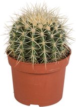 Cactus – Schoonmoedersstoel (Echinocactus grusonii) – Hoogte: 23 cm – van Botanicly