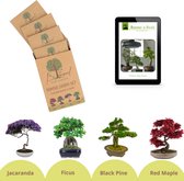 Graines de bonsaï - Kit de démarrage Bonsaï - Cultivez vos eigen bonsaïs - 4 types de graines d'arbres - Cadeau pour homme et femme - Y compris E-book