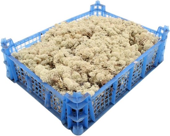Mos Decoratie & Vullingmateriaal Reindeer Nature Groen 500 gram Krabbendam Kadoverpakking