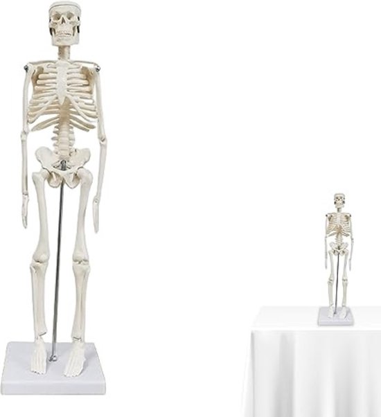 Anatomy_bones Van De Menselijke Voet Dorsale En Plantar Mening Vector