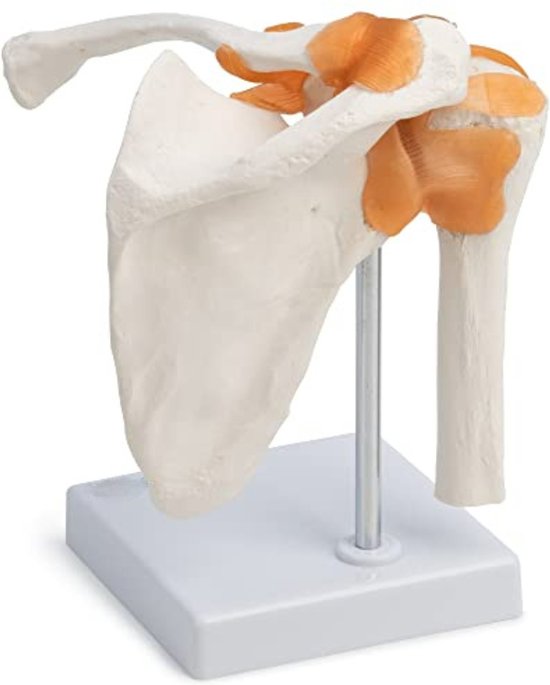 Anatomie Model Anatomisch Model Bol