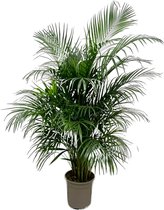 Dypsis Lutescens (Areca Palm) 160 Cm - Ø24 -Kamerplant- Palm - Kamerplanten luchtzuiverend - Luchtzuiverende Kamerplant - Plant - Makkelijk Kamerplant - Areca Palm - Goudpalm