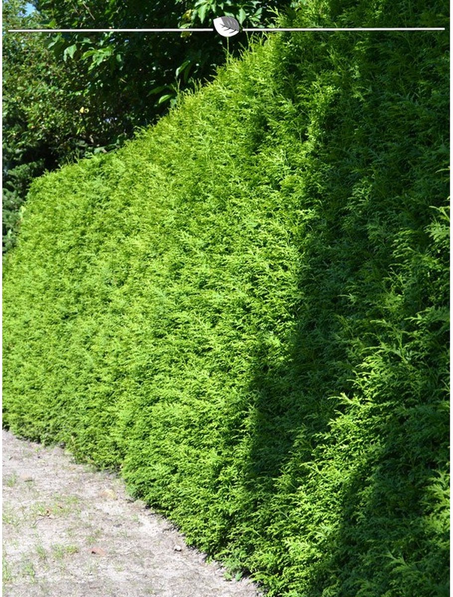 Westerse Levensboom Thuja Brabant 80-100 cm, 25x Haagplant