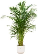 Bladrijkwinkelen - Combi Deal - Areca Palm Inclusief Elho Vibes Fold Round Wit Ø30 - 180 Cm - Kamerplant- Palm - Kamerplanten luchtzuiverend - Luchtzuiverende Kamerplant - Plant - Makkelijk Kamerplant
