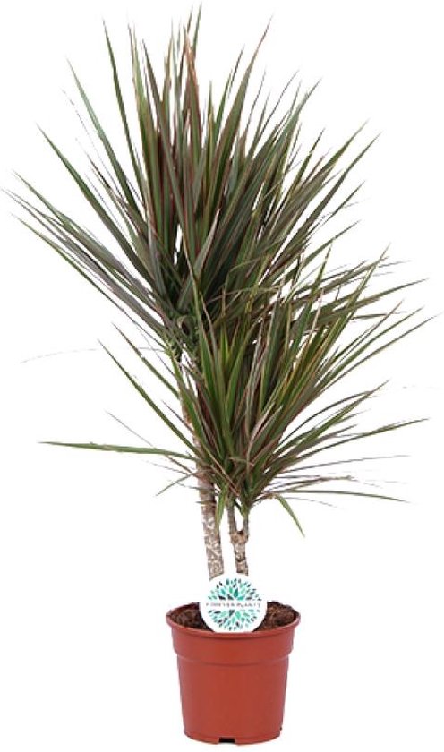 Gardener's Dream Areca Palm (goudfruitpalm) - kamerplant, tropisch, groenblijvende kamerplanten, groot & echt, plantengrootte incl. pot 100-120 cm, palmplant voor kamer, kantoor enz