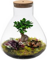 Ecosystem plant avec lampe - Ecoworld Bonsai Biosphere + plant de terrarium 3 pièces -1 Bonsai et 2 Plantes de terrarium colorées - Pyramide - Glas XL - Ø 30 cm - Hauteur 36 cm