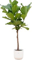 Combi Deal - Ficus Lyrata Op Stam Inclusief Elho Vibes Fold Round Wit Ø30 - 170 Cm