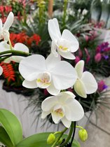 Sierplantenshop witte orchideeën boog + gratis witte sierpot - phalaenopsis - ø12cm 45cm