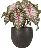 XL Caladium Tapestry met pot Owen Brown ↕ 70cm - Kamerplant