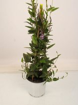 Klimplant van Botanicly – Hardenbergia violacea – Hoogte: 70 cm