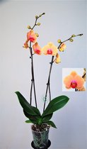 Orchidee van Botanicly – Vlinder orchidee – Hoogte: 65 cm, 1 tak – Phalaenopsis Caribbean Dream
