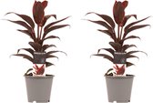 Kamerplanten 2x - Winterharde plant - het hele jaar door mooi - lekker tropisch in huis - Cordyline Mambo Ø 12 cm – Hoogte 40 cm (waarvan +/- 30 cm plant en 10 cm pot)