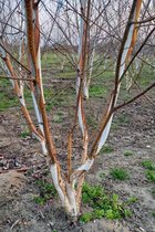Jonge Himalayaberk struik | Betula utilis 'Doorenbos' | 30-40cm hoogte Struikvorm