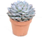 Cactus van Botanicly – Echeveria – Hoogte: 20 cm