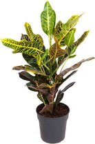 Kamerplant van Botanicly – Croton – Hoogte: 60 cm – Codiaeum variegatum Excellent