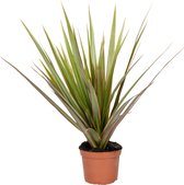 Dracaena 'Bicolor' | Drakenbloedboom - Kamerplant in kwekerspot ⌀12 cm - ↕25-35 cm