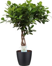 Hellogreen Kamerplant - Ficus Macrocarpa Moclame - Gevlochten stam - 65 cm - ELHO sierpot Zwart