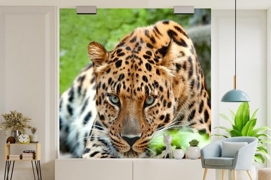 Papier peint - Papiers Papier peint photo Panthère - Chasse - Motifs - Largeur 220 cm x Hauteur 220 cm