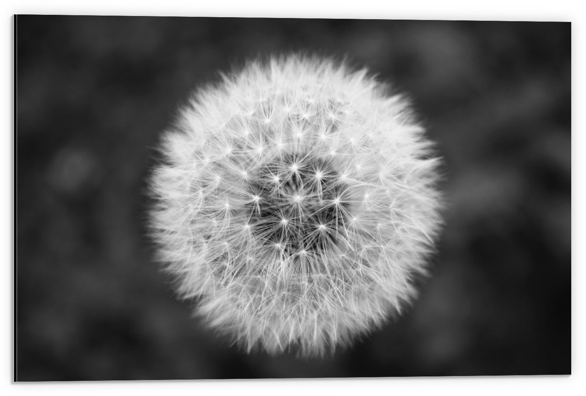 KuijsFotoprint Dibond - Paardenbloem in het zwart/wit - 60x40cm Foto op Aluminium (Met Ophangsysteem)