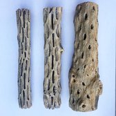 Cholla wood - 3 stuks - 16 cm