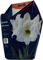 Plantenwinkel Amaryllis in Doos Wit Giftbox 6 kant