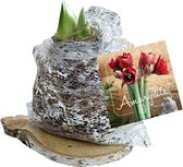 Plantenwinkel Amaryllis op houten plank silver bloembollen per 1 stuks