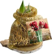 Plantenwinkel Amaryllis op houten plank goud bloembollen per 1 stuks
