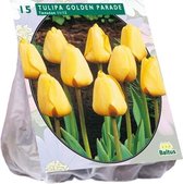 Plantenwinkel Tulipa Golden Parade tulpen bloembollen per 15 stuks