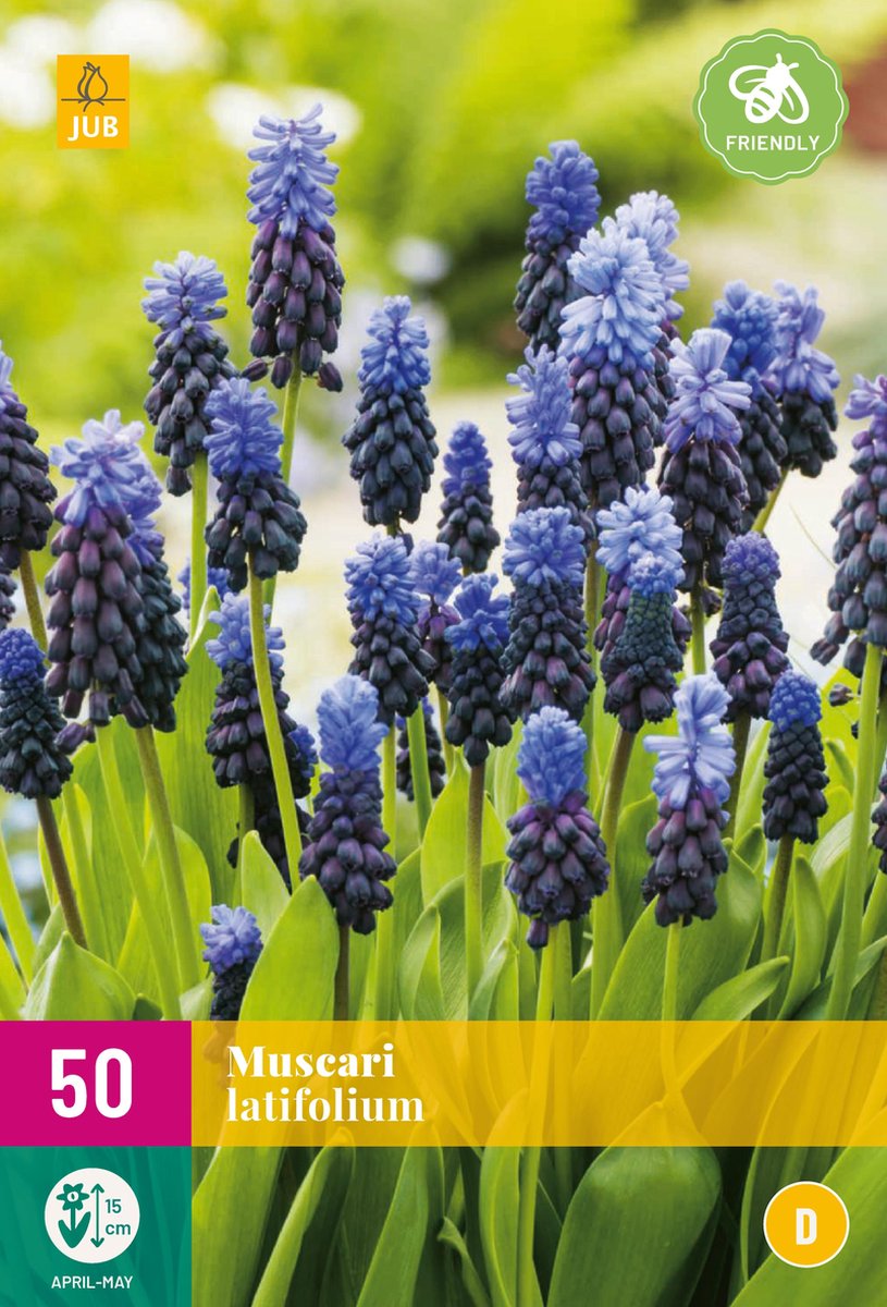Jub Holland - Blauwe druifjes bloembollen - Muscari latifolium - maat 5/6 - 50 stuks