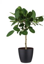 Kamerplant van Botanicly – Banyanboom incl. sierpot zwart als set – Hoogte: 90 cm – Ficus Benghalensis Audrey