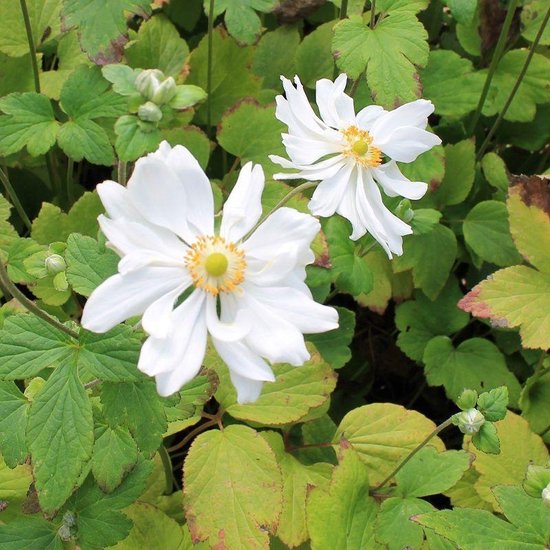 Foto: 6x anemone hybrida whirlwind herfstanemoon pot 9x9 cm