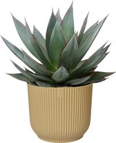 Hellogreen Kamerplant - Agave Shaka Zulu - 20 cm - ELHO Vibes Fold Rond Botergeel