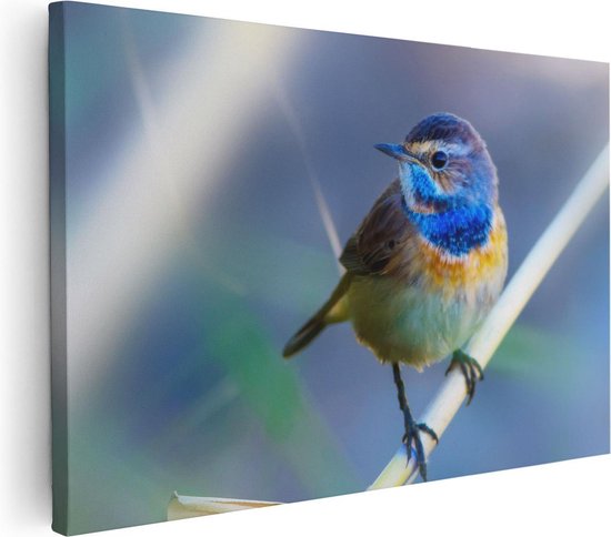 Artaza Canvas Schilderij Kleurrijke Blauwborst Vogel Op Een Tak - 120x80 - Groot - Foto Op Canvas - Wanddecoratie Woonkamer