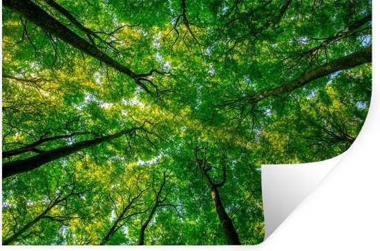 Stickers Stickers muraux - Forêt - Arbres - Vert - 30x20 cm - Feuille adhésive