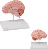 Het menselijk lichaam - anatomie model hersenen, rechter hersenhelft